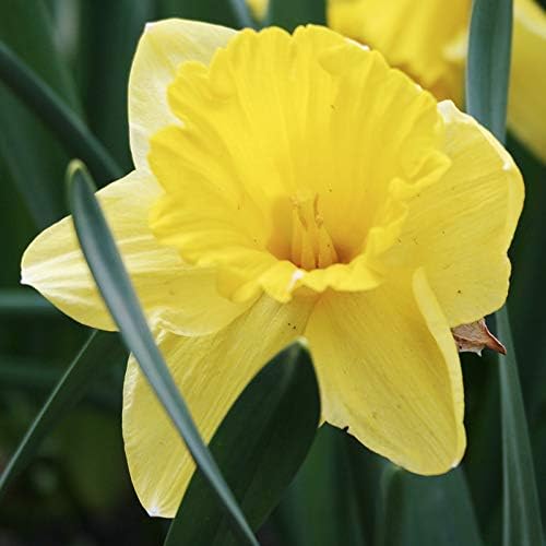 Wholesale Yellow Daffodil Flower Bulbs - 500+ Bulbs per Pack - Deer Resistant - Good as Cut Flowers - Good for Indoor Forcing - Naturalizing - Perennializing - Easy to Grow Live Plants