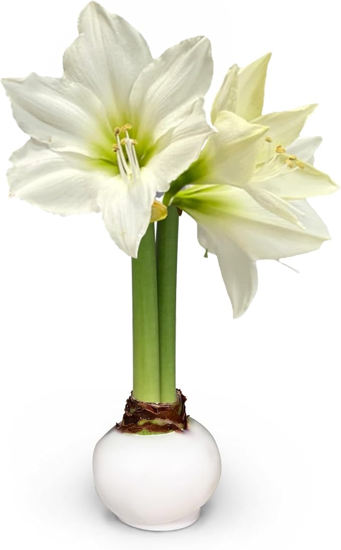 Waxed Amaryllis Bulb – White Wax, White Blooms – Extra Large, No Water Needed, Winter Holiday Flower Décor & Gift-Ready for Thanksgiving, Christmas & New Year (1 Pack)