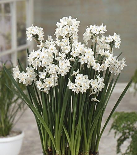Easy to Grow Narcissus Paperwhite 'Ziva' (10 Pack) - Value Size Plant Bulbs for Gardening or Indoor Forcing - Fragrant White Flowering Blooms for Holidays