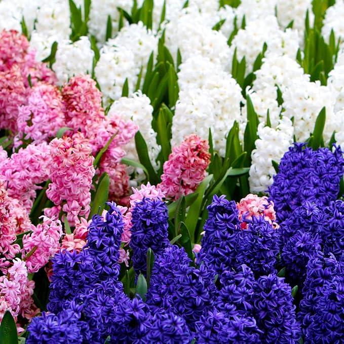 50-Pack Mixed Hyacinth Bulbs – Fragrant Spring Flowers in Assorted Colors – Ideal for Beds & Containers – Bulk Spring-Blooming Flowers – Easy Fall Planting - Plant in Gardens & Borders - Willard & May