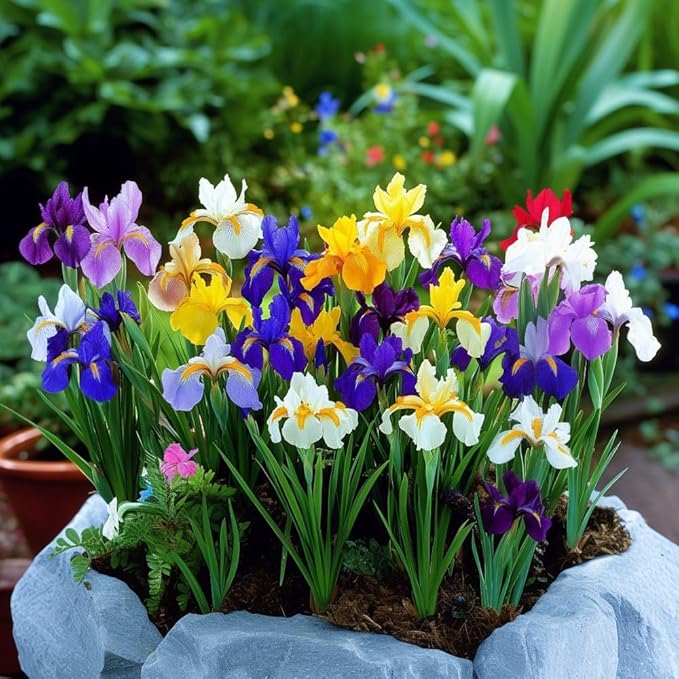 Colorful Mixed Dutch Iris Flowers - 45 Bulbs - Beautiful, Bright, Blue, Purple, Yellow, White Flowers - Spring Blooming Perennials Perfect for Gardens - Attracts Butterflies, Bees & Hummingbirds