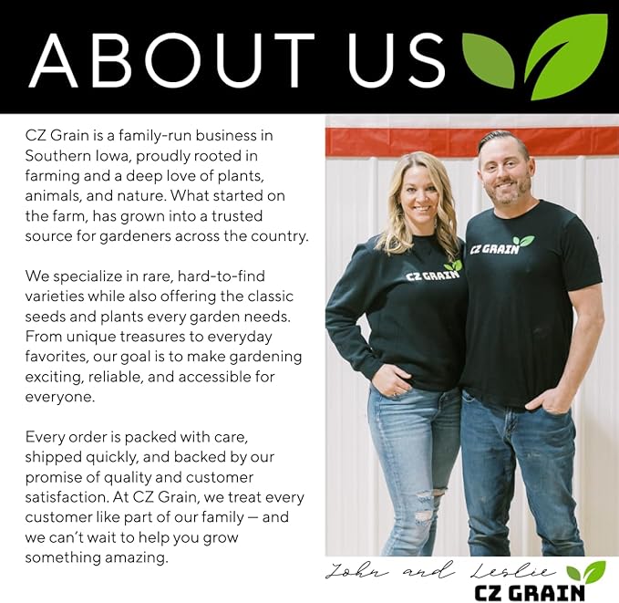 10 Saffron Crocus Bulbs for Planting - Crocus Sativus Bulbs