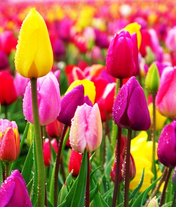 Triumph Tulip Bulbs for Fall Planting Mixed Perennial Hybrids Darwin Changing Colors Emperor Mixture Size 12+ (30, Emperor Mixture)