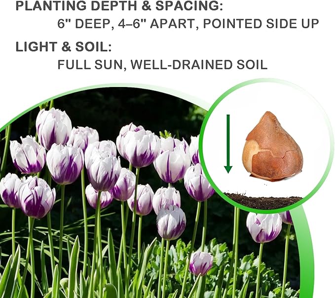 Blueberry Ripple Tulip Flowers -10 Bulbs - Vibrant Purple & White Perennial Blooms | Dramatic Spring Rembrandt Tulips for Garden & Cut Flowers | Pollinator Friendly | USDA Zones 3â8