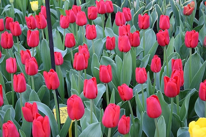 100 Count Tulip & Daffodil Mix Flower Bulb Box with Easy Carry Handle - Red, Yellow & Hybrid Colors - Easy to Grow Flowers - Plant in Gardens, Containers & Flowerbeds - Planting Instructions Included