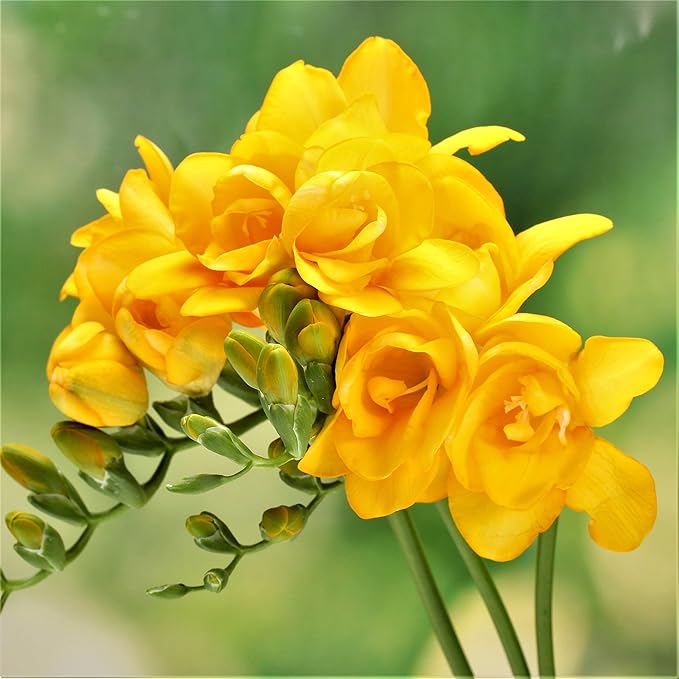 Easy to Grow Freesia Cottage Garden Collection - 60 Plant Bulbs, Fragrant Double Flowers in Spring Gardens Full Sun