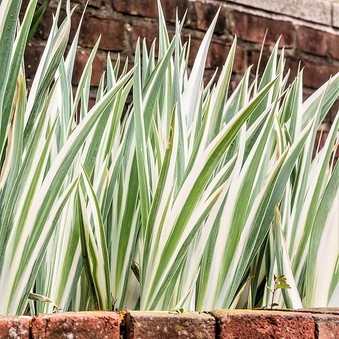 Easy to Grow Iris Pallida Variegata 1 Plant Bulb - White Variegated Foliage & Purple Flowers in Summer, Full Sun Outdoor Zones 4-9