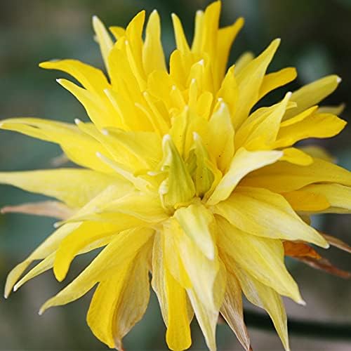 Rip Van Winkle Specie Daffodil Flower Bulbs - 5 Bulbs per Pack - Deer Resistant - Good as Cut Flowers - Grows Well in Containers - Naturalizing - Perennializing