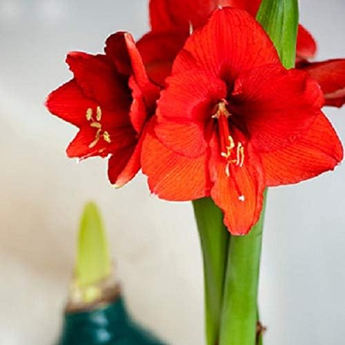 Easy to Grow Amaryllis 'Candy Cane Collection' Plant Bulbs (3 Bulbs) - Mixed Red & White Flowering Blooms for Indoor & Outdoor Gardens