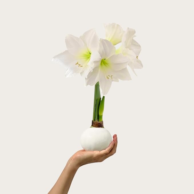 Waxed Amaryllis Bulb – White Wax, White Blooms – Extra Large, No Water Needed, Winter Holiday Flower Décor & Gift-Ready for Thanksgiving, Christmas & New Year (1 Pack)