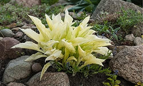 2pk White Feather Hosta Bare Roots - Perennial Cream & Green Foliage, Low-Maintenance Plant