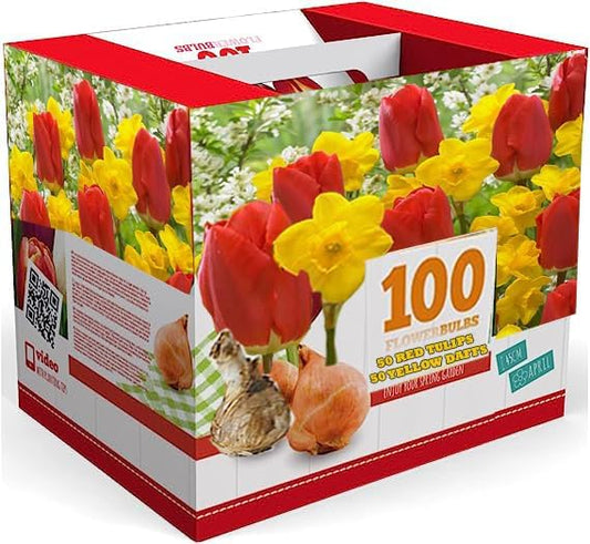 100 Count Tulip & Daffodil Mix Flower Bulb Box with Easy Carry Handle - Red, Yellow & Hybrid Colors - Easy to Grow Flowers - Plant in Gardens, Containers & Flowerbeds - Planting Instructions Included