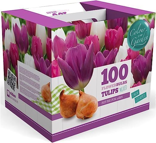 100 Tulip Mix Flower Bulb Box with Easy Carry Handle - Purple, Pink and White Mixed Colors - Weeks of Easy to Grow Flowers - Plant in Gardens, Containers & Flowerbeds - Planting Instructions Included