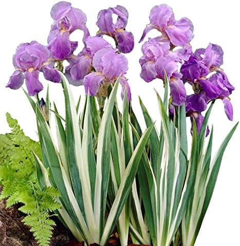 Easy to Grow Iris Pallida Variegata 1 Plant Bulb - White Variegated Foliage & Purple Flowers in Summer, Full Sun Outdoor Zones 4-9