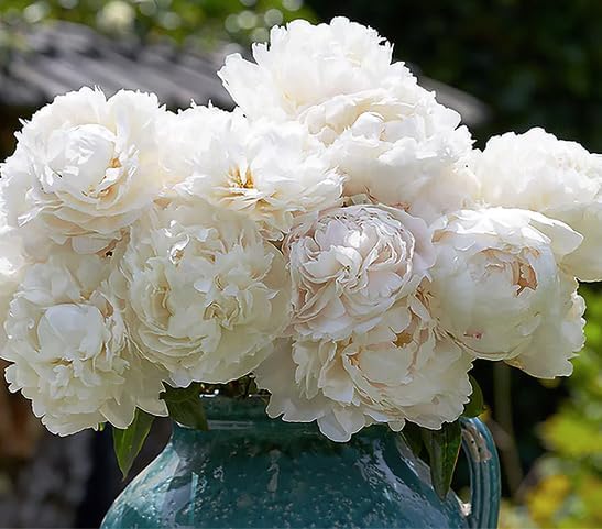 Marde Ross & Company Festiva Maxima - Double White Peonies Bulbs for Planting, Peony Plant Bare Root | Peony Bulbs for Spring Planting 2024 | Peony Seeds for Planting Outdoors