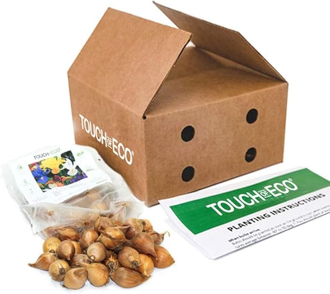 Colorful Mixed Dutch Iris Flowers - 45 Bulbs - Beautiful, Bright, Blue, Purple, Yellow, White Flowers - Spring Blooming Perennials Perfect for Gardens - Attracts Butterflies, Bees & Hummingbirds