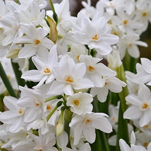 Easy to Grow Narcissus Paperwhite 'Ziva' (10 Pack) - Value Size Plant Bulbs for Gardening or Indoor Forcing - Fragrant White Flowering Blooms for Holidays