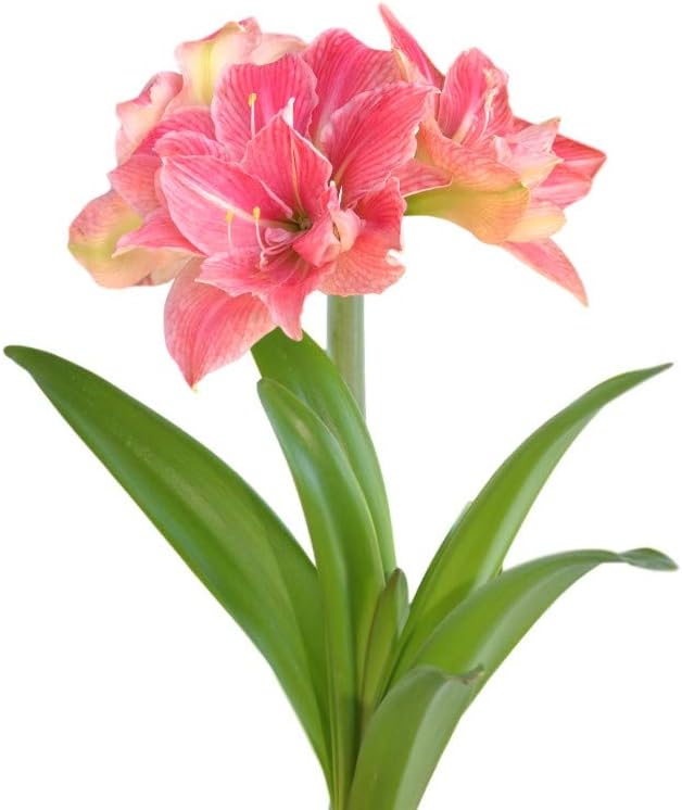 Easy to Grow Amaryllis Sweet Nymph 1 Plant Bulb - Double Pink Flowers Indoor Winter Holiday or Outdoor Spring Blooms