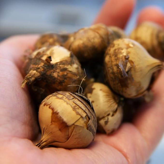 Mixed Botanical Crocus Flower Bulbs Jumbo Pack - 100 Bulbs per Pack - Good for Indoor Forcing - Grows Well in Containers - Naturalizing - Perennializing