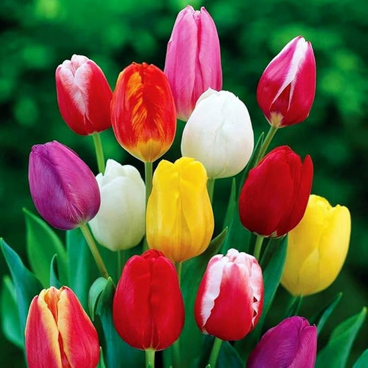 Triumph Tulip 100 Bulbs for Fall Planting Mixed Perennial Hybrids Darwin Changing Colors Emperor Mixture Size 12+ (Emperor Mixture)