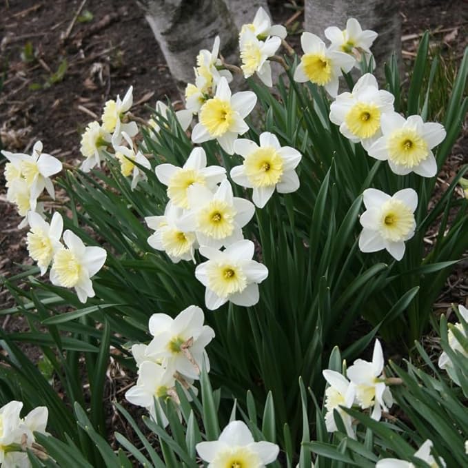 White Daffodil Flower Bulbs (Ice Follies) - 500 Bulbs per Pack - Deer Resistant - Good as Cut Flowers - Good for Indoor Forcing - Naturalizing - Perennializing