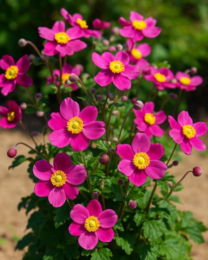 Perennial Farm Anemone x Hybrida Fantasy™ 'Red Riding Hood' – Live Windflower in #1 Container, Bright Rose-Pink Blooms, Compact Habit, Long Blooming, Deer Resistant, Great for Borders & Shade Gardens