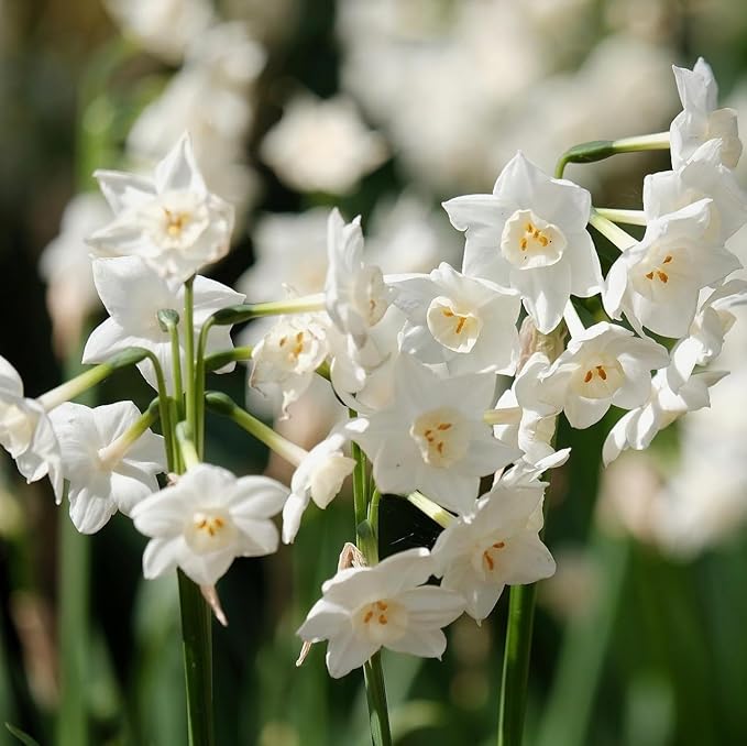Fantastic Fragrant Paperwhite Narcissus ‘Ziva’ Flowers – 3 Premium Daffodil Bulbs | Easy Indoor or Outdoor Blooms – Attracts Butterflies, Bees & Hummingbirds | Great Gift for Gardeners