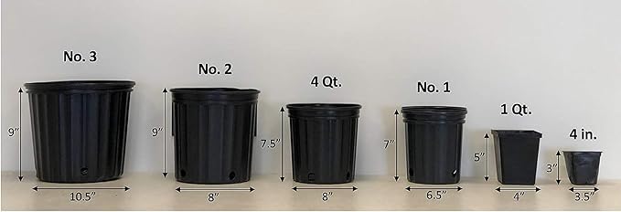 Perennial Farm Anemone x Hybrida 'Pamina' – Live Windflower in #1 Container, Semi-Double Deep Rose-Pink Blooms, Long Blooming, Deer Resistant, Perfect for Borders, Shade & Pollinator Gardens