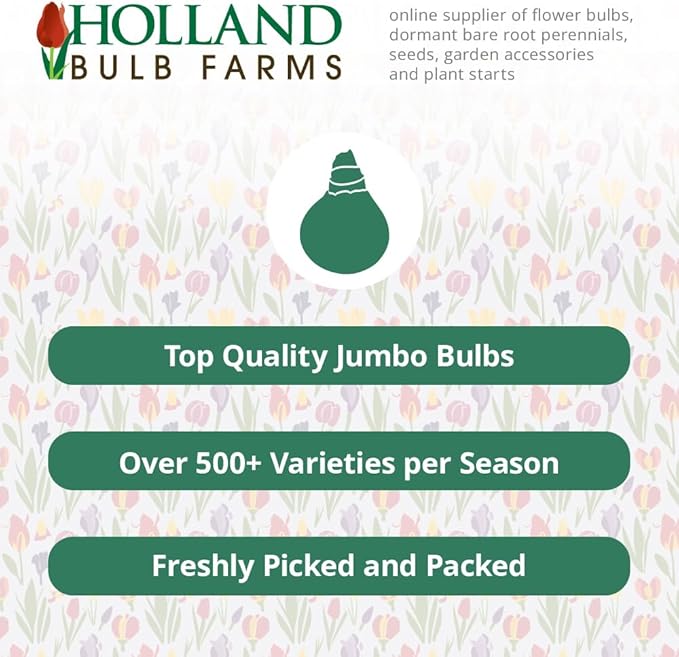 Wholesale Mixed Daffodil Flower Bulbs - 500+ Bulbs per Pack - Deer Resistant - Good as Cut Flowers - Good For Indoor Forcing - Naturalizing - Perennializing - Easy to Grow Live Plants - Outdoor Garden