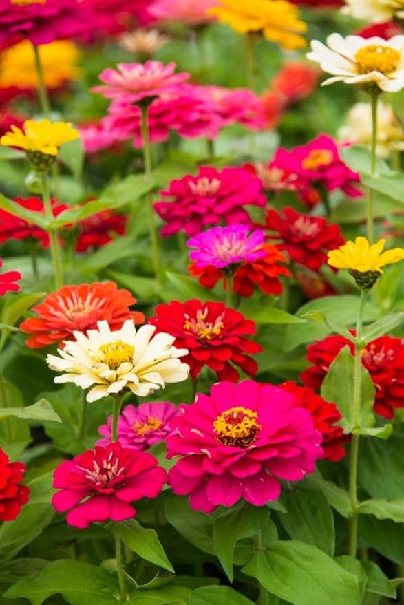 Zinnia State Fair Pkt - Approx. 60 seeds