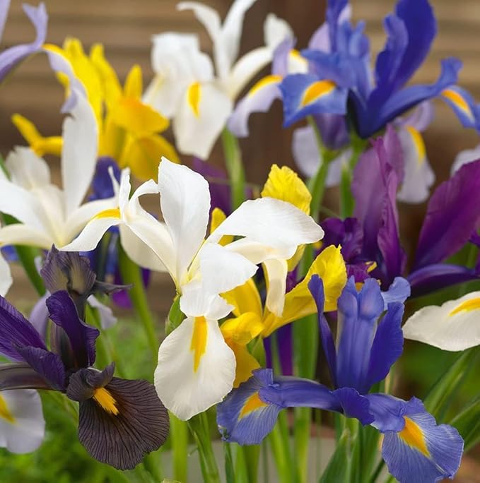 Colorful Mixed Dutch Iris Flowers - 45 Bulbs - Beautiful, Bright, Blue, Purple, Yellow, White Flowers - Spring Blooming Perennials Perfect for Gardens - Attracts Butterflies, Bees & Hummingbirds