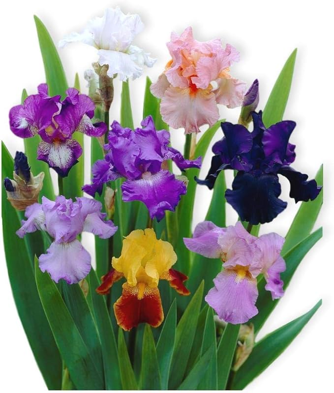 Easy to Grow Bearded Iris Colorful Mix - 3 Plant Bulbs, Mixed Color Flowers in Spring to Fall, Full Sun Low Maintenance