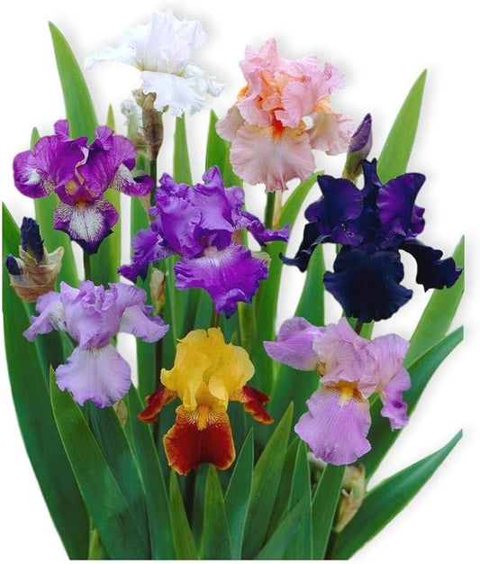 Easy to Grow Bearded Iris Colorful Mix - 3 Plant Bulbs, Mixed Color Flowers in Spring to Fall, Full Sun Low Maintenance