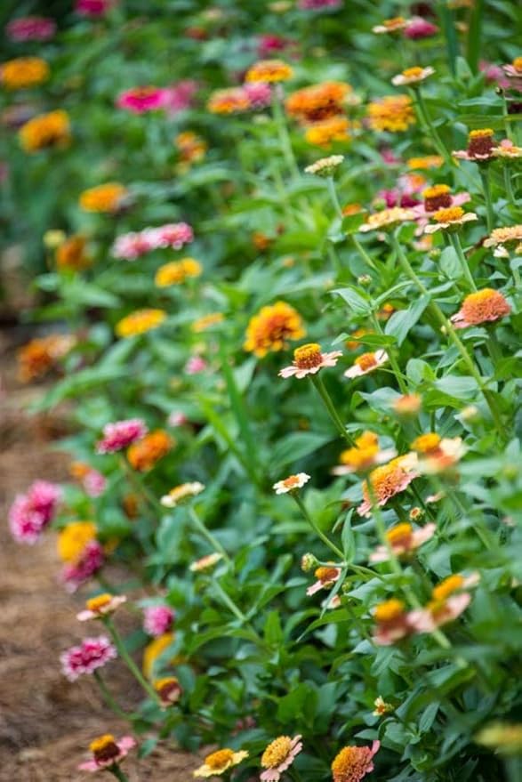 Zinnia State Fair Pkt - Approx. 60 seeds