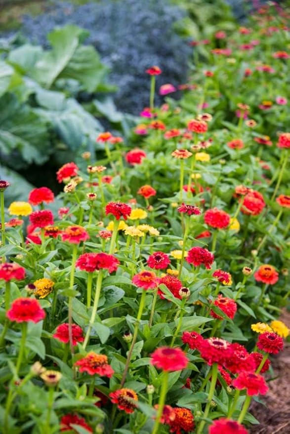 Zinnia State Fair Pkt - Approx. 60 seeds