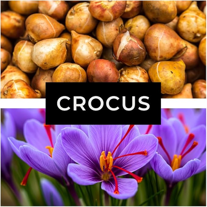10 Saffron Crocus Bulbs for Planting - Crocus Sativus Bulbs