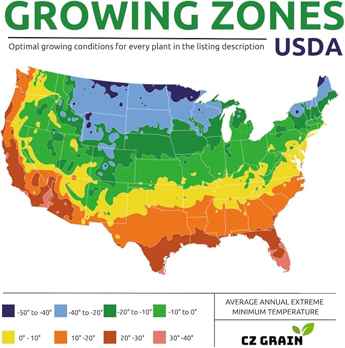 10 Saffron Crocus Bulbs for Planting - Crocus Sativus Bulbs