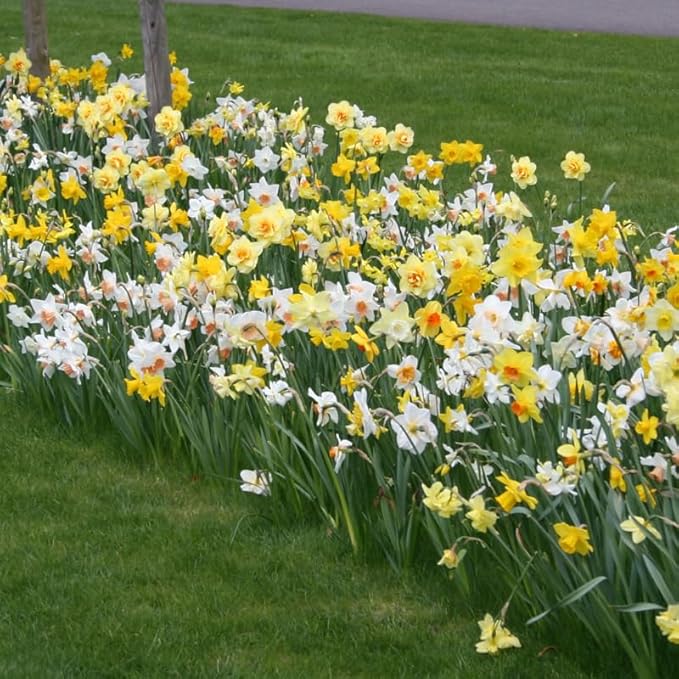 Wholesale Mixed Daffodil Flower Bulbs - 500+ Bulbs per Pack - Deer Resistant - Good as Cut Flowers - Good For Indoor Forcing - Naturalizing - Perennializing - Easy to Grow Live Plants - Outdoor Garden