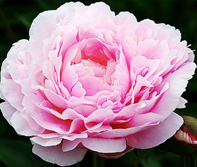 Sorbet Peony - Rose, Pink, White, and Cream - Fluffy Bomb Variety Bare Root | Live Peony Bare Root Plant