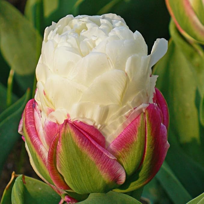 Ice Cream Double Tulip Bulbs – 3 Premium Peony-Style Blooms | White Cream Petals with Pink-Red Base | Unique Spring Perennial Flowers for Gardens & Containers – Zones 3–8 (3 Bulbs)
