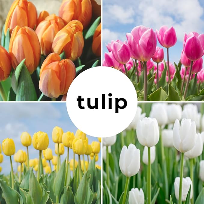20 Mixed Tulip Flower Bulbs - Breeders Choice - Easy to Grow