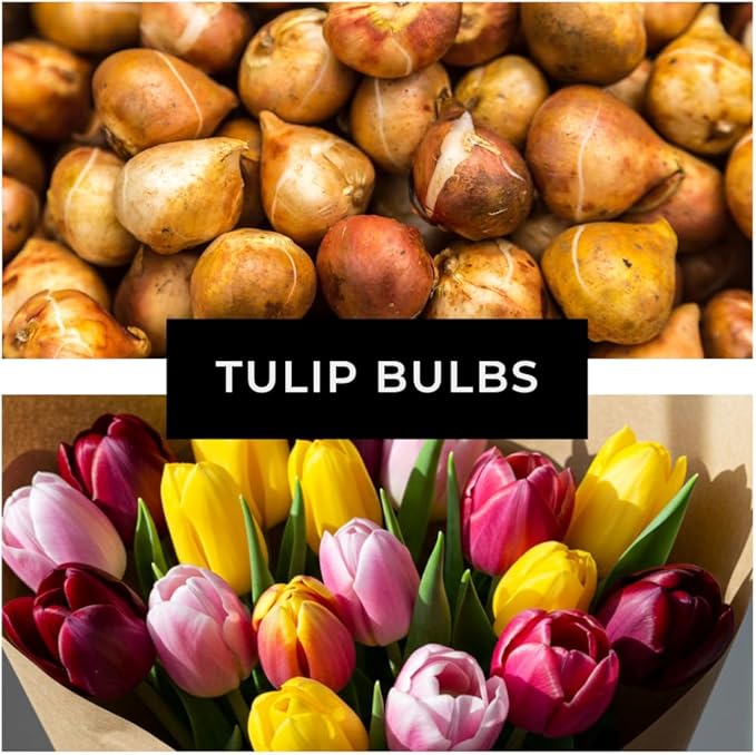 20 Mixed Tulip Flower Bulbs - Breeders Choice - Easy to Grow