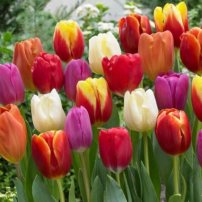 20 Mixed Tulip Flower Bulbs - Breeders Choice - Easy to Grow