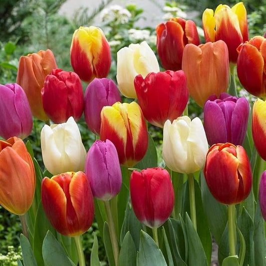 20 Mixed Tulip Flower Bulbs - Breeders Choice - Easy to Grow