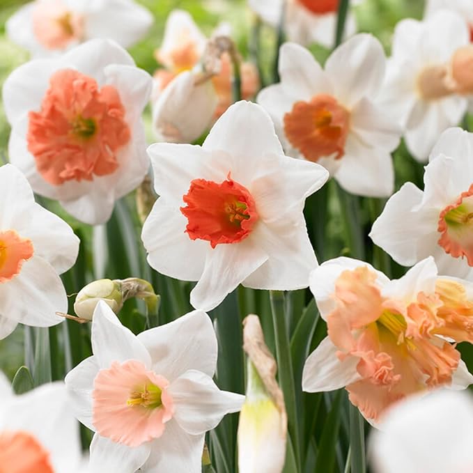 Garden State Bulb Pink Mix Daffodil Flower Bulbs, 14/16cm, Fall Planting (Bag of 250)