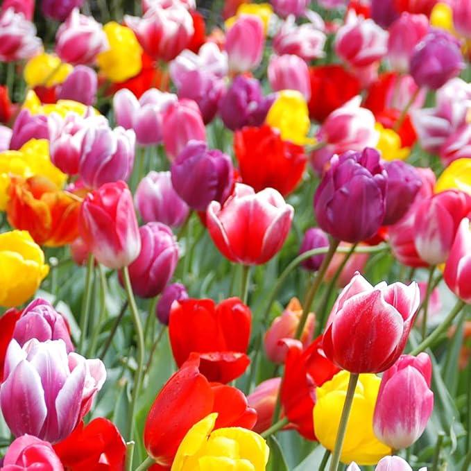 100-Pack Mixed Tulip Flower Bulbs – Bulk Pack of Colorful Tulips for Spring Blooms – Easy Fall Planting - Plant in Gardens, Borders & Flowerbeds - Bulb Size 11/12cm - Willard & May