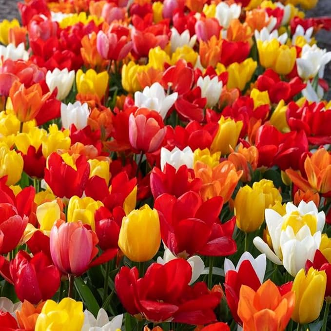 Triumph Tulip Bulbs for Fall Planting Mixed Perennial Hybrids Darwin Changing Colors Emperor Mixture Size 12+ (5, Emperor Mixture)