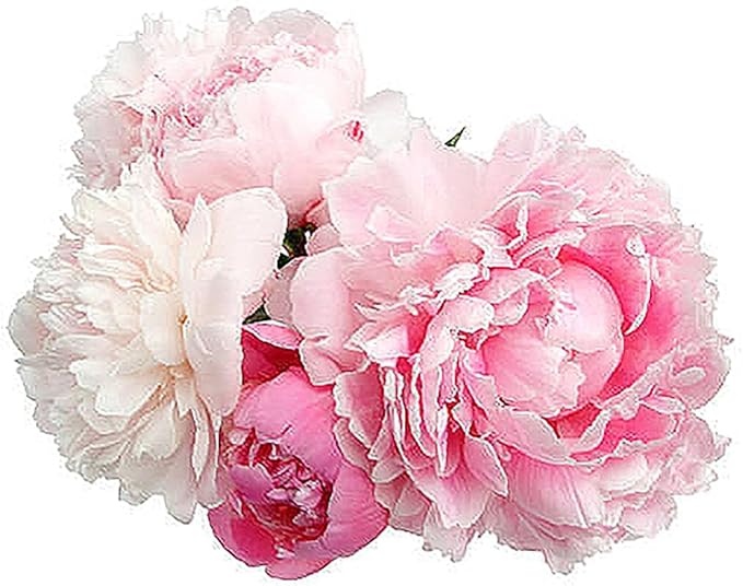 Mons Jules Elie Peony - Double Pink Bomb Peony Bare Root 3-5 Eyes | Delightful Fragrance | Bare Root Peony for Spring Planting