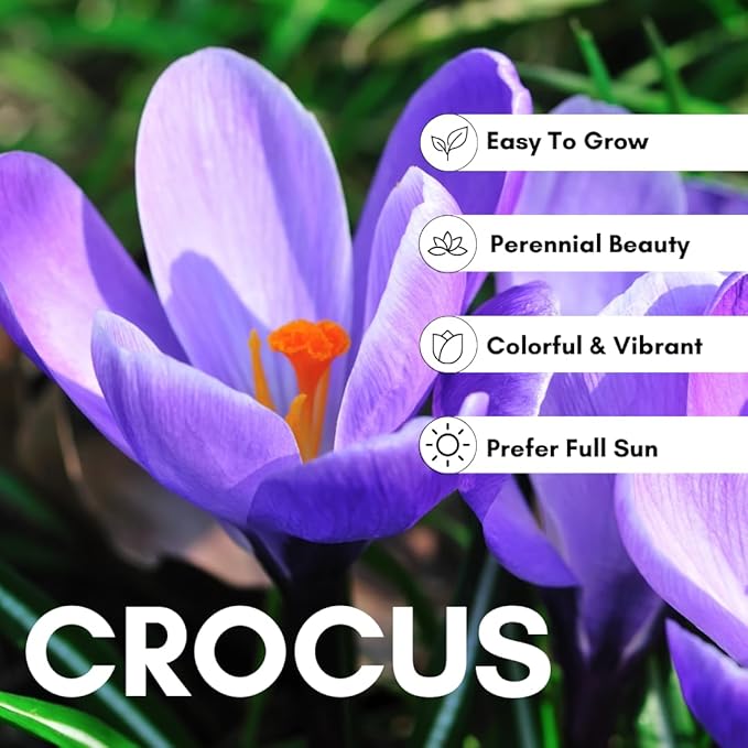 10 Saffron Crocus Bulbs for Planting - Crocus Sativus Bulbs