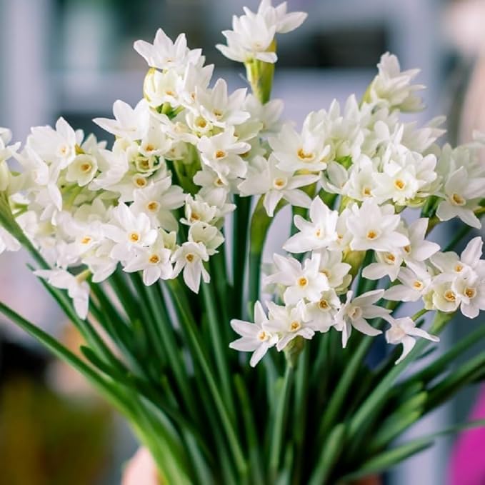 Fantastic Fragrant Paperwhite Narcissus ‘Ziva’ Flowers – 3 Premium Daffodil Bulbs | Easy Indoor or Outdoor Blooms – Attracts Butterflies, Bees & Hummingbirds | Great Gift for Gardeners